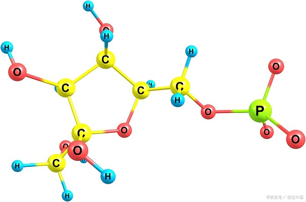 肽键形成 肽键形成